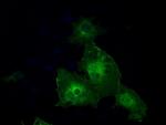 GBP2 Antibody in Immunocytochemistry (ICC/IF)