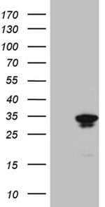 GCH1 Antibody in Western Blot (WB)