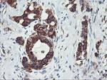 GOLM1 Antibody in Immunohistochemistry (Paraffin) (IHC (P))