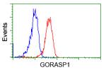 GORASP1 Antibody in Flow Cytometry (Flow)