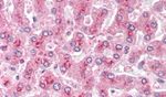 Glypican 4 Antibody in Immunohistochemistry (Paraffin) (IHC (P))