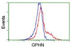 GPHN Antibody in Flow Cytometry (Flow)