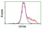 GPHN Antibody in Flow Cytometry (Flow)