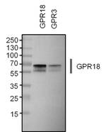 GPR18 Antibody in Western Blot (WB)