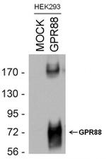 GPR88 Antibody in Western Blot (WB)