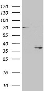 GSG1 Antibody in Western Blot (WB)