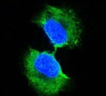 GSTP1 Antibody in Immunocytochemistry (ICC/IF)