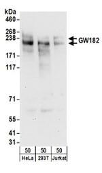 GW182 Antibody in Western Blot (WB)