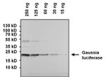 Gaussia luciferase Antibody in Western Blot (WB)