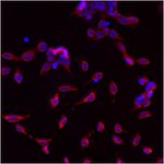 GRP78 Antibody in Immunocytochemistry (ICC/IF)