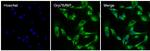 GRP78 Antibody in Immunocytochemistry (ICC/IF)