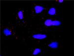 DLG1 Antibody in Proximity Ligation Assay (PLA) (PLA)