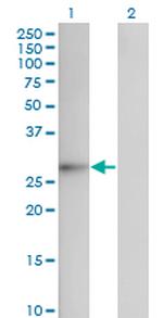 FGF12 Antibody in Western Blot (WB)