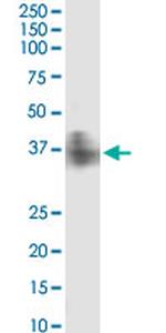 FPR2 Antibody in Western Blot (WB)