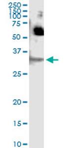 SFN Antibody in Immunoprecipitation (IP)
