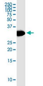 HSD17B12 Antibody in Western Blot (WB)