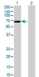 C21ORF66 Antibody in Western Blot (WB)
