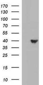 HAUS7 Antibody in Western Blot (WB)