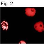 HIF1A Antibody in Immunocytochemistry (ICC/IF)