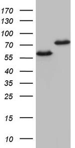 HNRNPL Antibody in Western Blot (WB)
