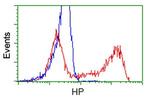 HP Antibody in Flow Cytometry (Flow)