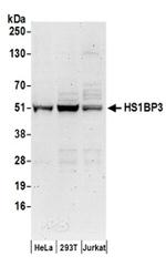 HS1BP3 Antibody in Western Blot (WB)