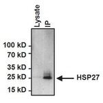 HSP27 Antibody in Immunoprecipitation (IP)