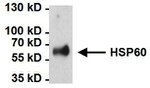 HSP60 Antibody in Immunoprecipitation (IP)