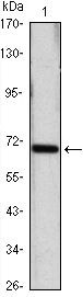 HSPA4 Antibody in Western Blot (WB)