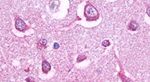 HTR5A Antibody in Immunohistochemistry (Paraffin) (IHC (P))