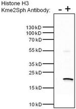H3K9me2S10phK27me2S28ph Antibody in Immunoprecipitation (IP)