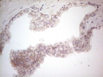ICOSLG Antibody in Immunohistochemistry (Paraffin) (IHC (P))