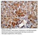 Indoleamine 2 3-dioxygenase 2 Polyclonal Antibody