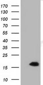 IL1F6 Antibody in Western Blot (WB)