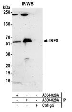 IRF8 Antibody in Immunoprecipitation (IP)