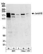 JARID1B Antibody in Western Blot (WB)