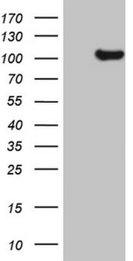 KIAA1524 Antibody in Western Blot (WB)