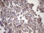 KLF9 Antibody in Immunohistochemistry (Paraffin) (IHC (P))
