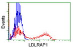 LDLRAP1 Antibody in Flow Cytometry (Flow)