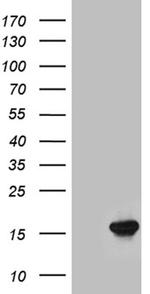 LGALS1 Antibody in Western Blot (WB)