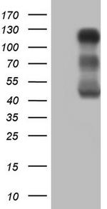 LPIN1 Antibody in Western Blot (WB)