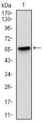 LPlunc1 Antibody in Western Blot (WB)