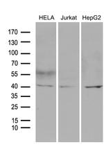 LSM11 Antibody in Western Blot (WB)