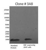 EGF Antibody in Western Blot (WB)