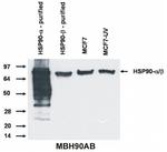 HSP90 Antibody in Western Blot (WB)