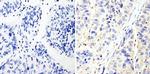 RhoA/RhoC Antibody in Immunohistochemistry (Paraffin) (IHC (P))