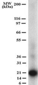 CD254 (RANK Ligand) Antibody in Western Blot (WB)