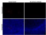 Granzyme B Antibody in Immunohistochemistry (Paraffin) (IHC (P))