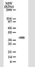 PGRP-1b Antibody in Western Blot (WB)