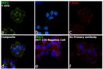 MUC1 Antibody in Immunocytochemistry (ICC/IF)